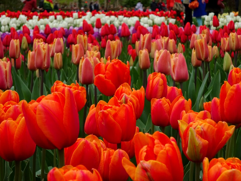 Flora nature bulb