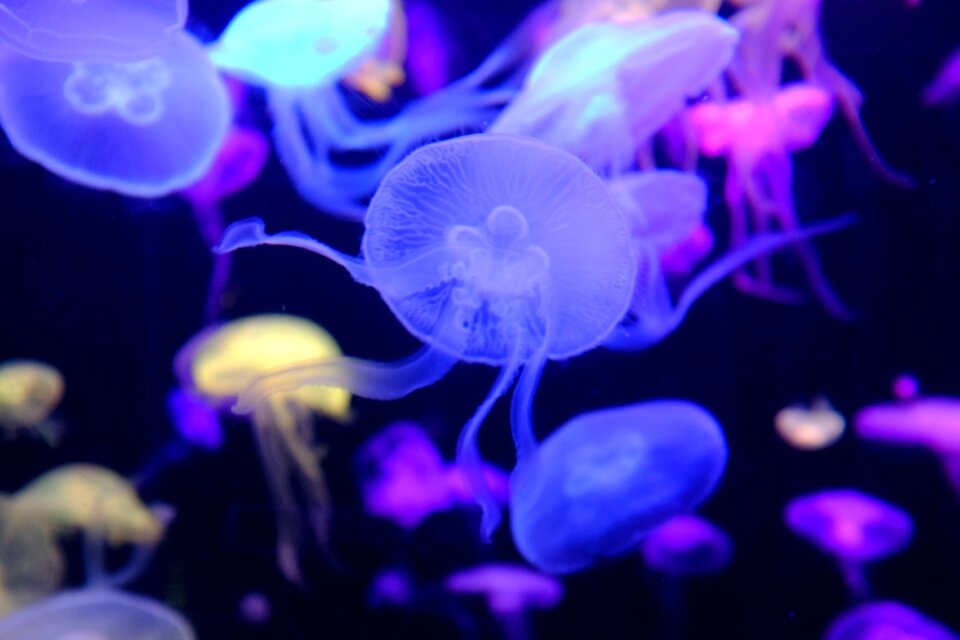 Aquarium jellyfish nature