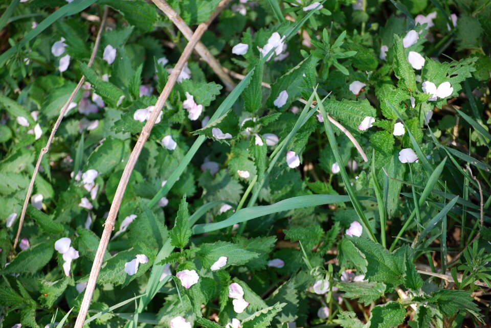 Flower summer grass