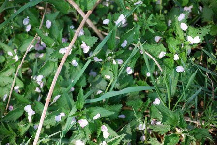 Flower summer grass