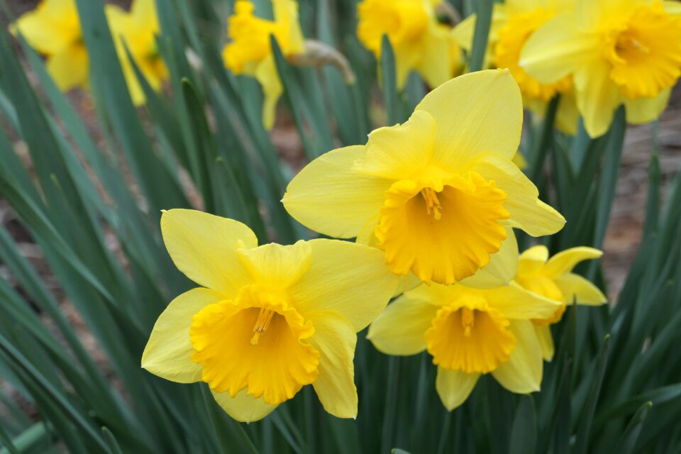 Nature garden spring