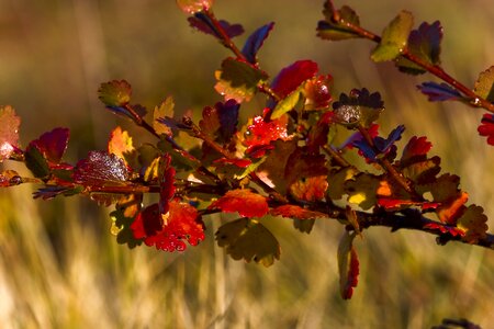 Dwarf birch autumn close