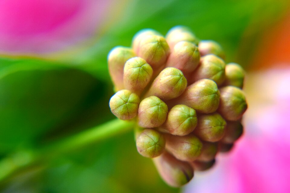 Flower nature