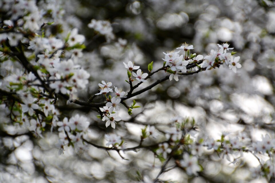 Cherry plant nature