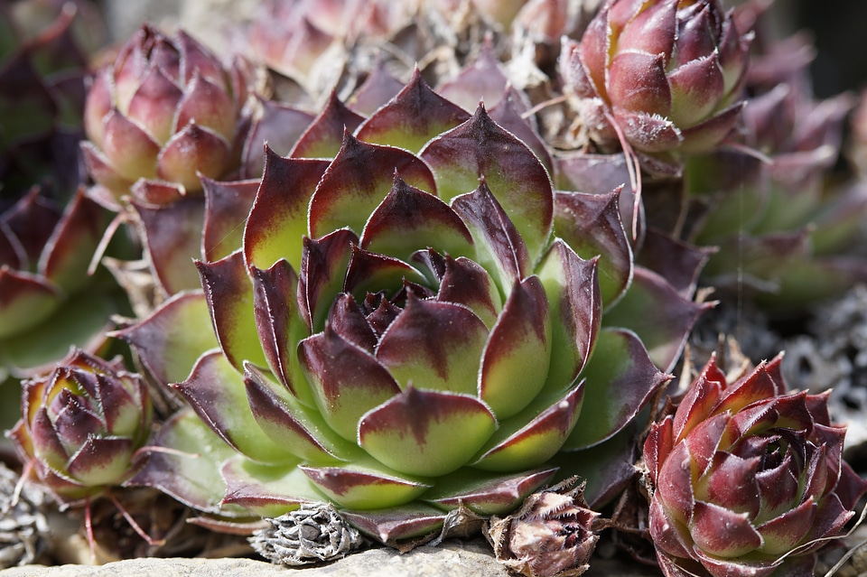 Structure plant aeonium