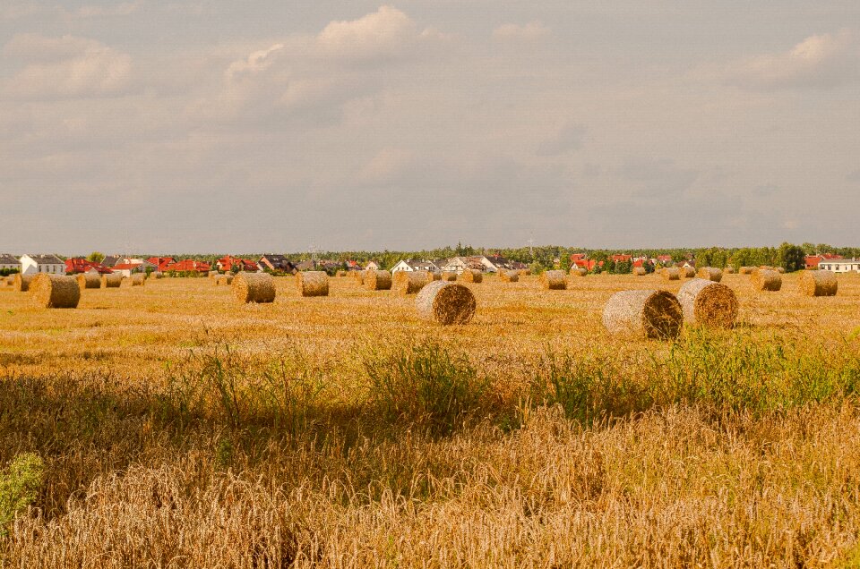 Landscape straw rural district