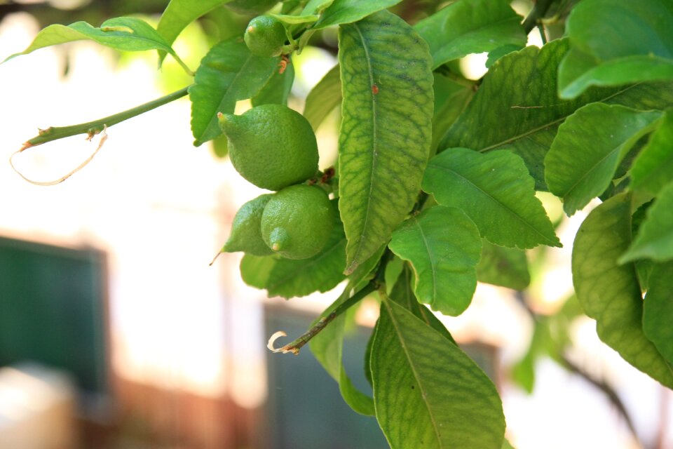 Fruit plant nature