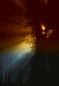 Light sunlight forest photo