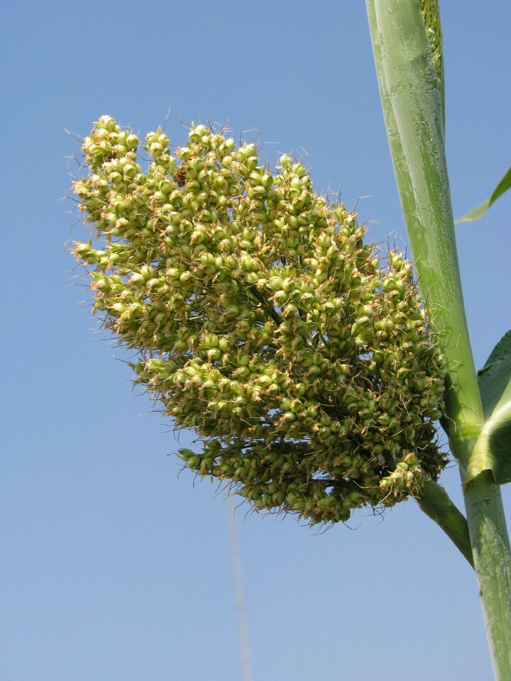 Leaf tree agriculture