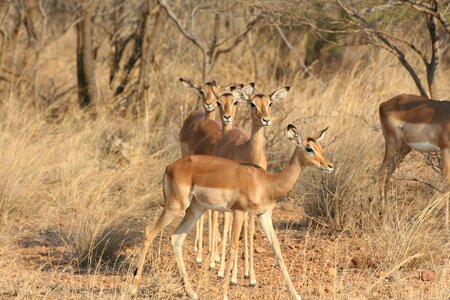 Antelope mammals south africa photo