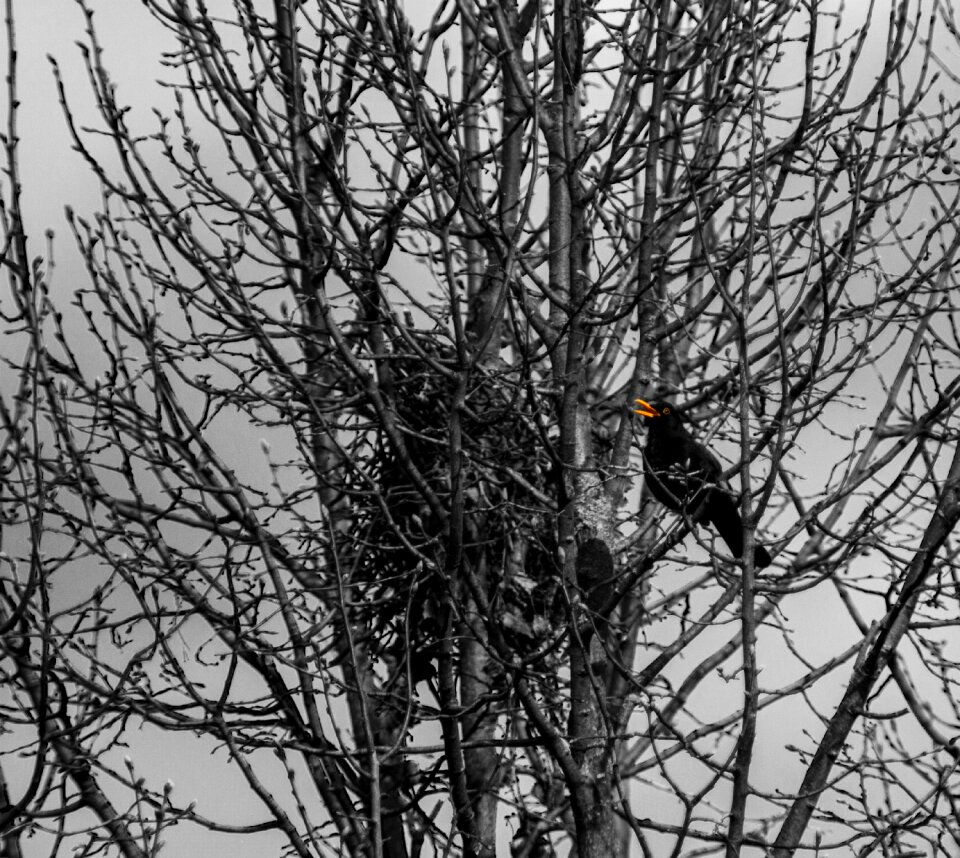 Wood nature season
