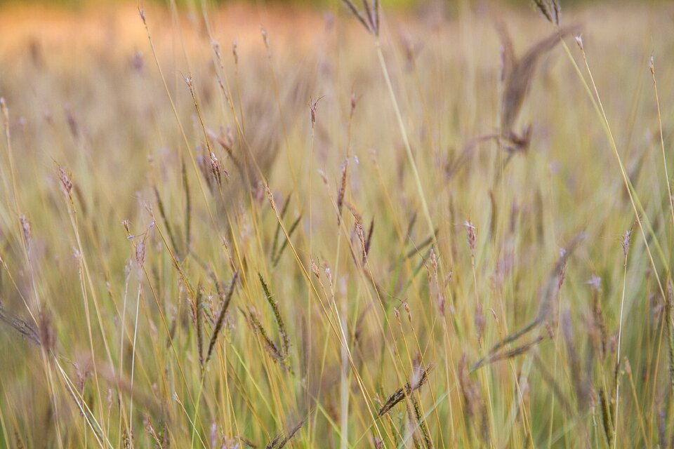 Nature a blade of grass background