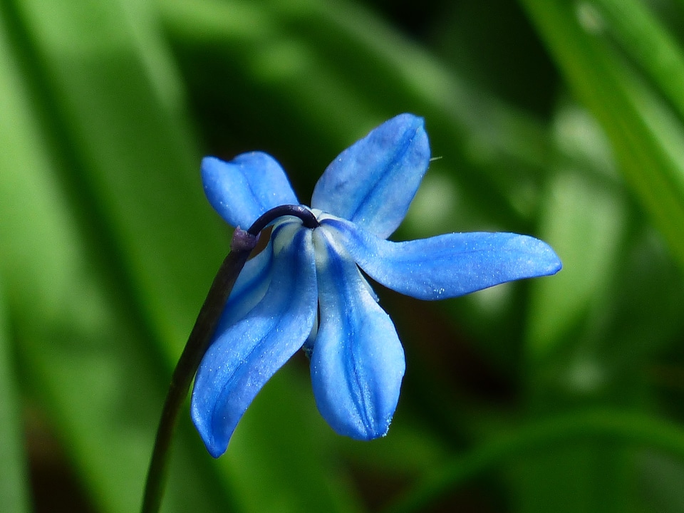 Bloom blue scilla campanulata