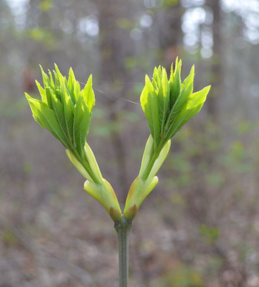 Nature growth leaf