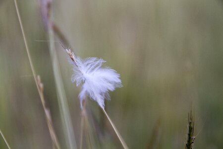 A blade of grass background flower