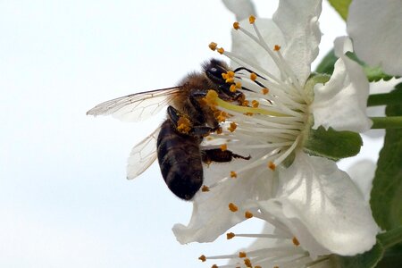 Pollen flower honey
