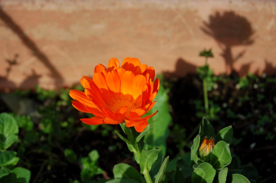 Nature calendula spring