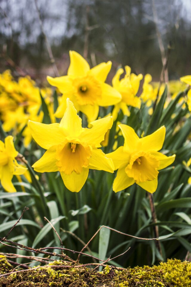 Garden leaf daffodil