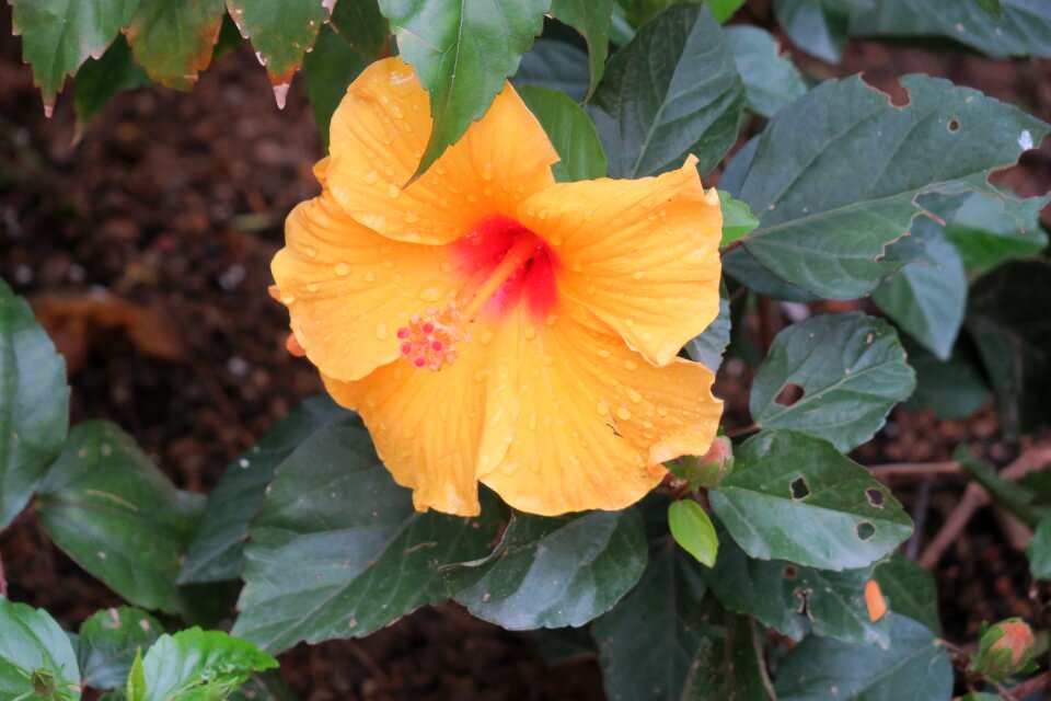 Garden flower outdoor