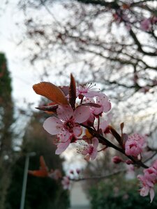 Cherry wood nature flowers