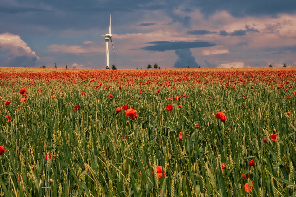 Poppy rural flower