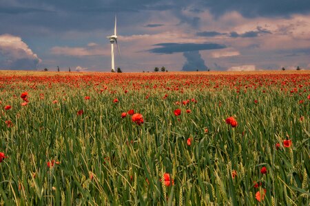 Poppy rural flower