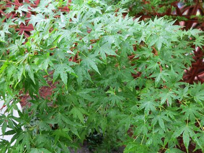 Garden leaves green