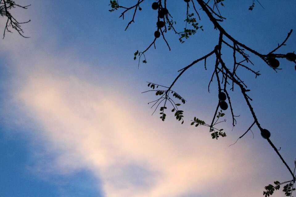 Branch outdoors landscape
