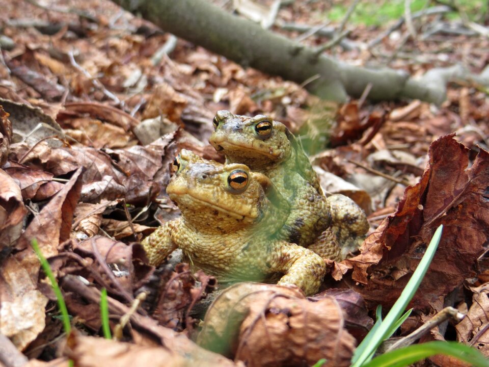 Frog reproduction amphibian