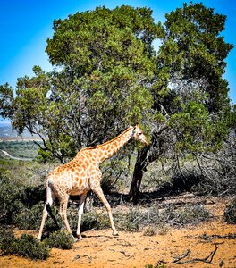 Tree safari