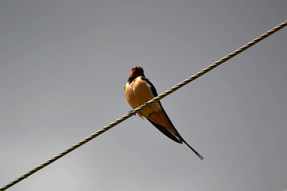 Wires swallows fly