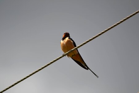 Wires swallows fly