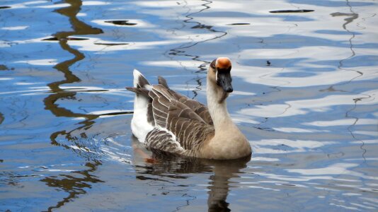 Lake mare nature