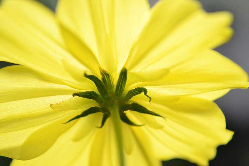 Flower yellow flower center of a flower