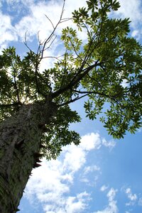 Blue sky plant branch photo