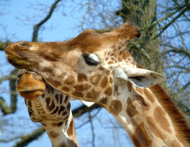 Animal mammal park photo