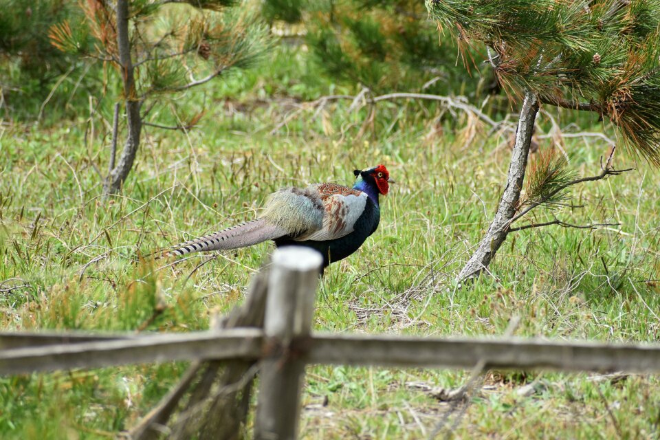 Wood bird wild birds