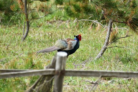 Wood bird wild birds