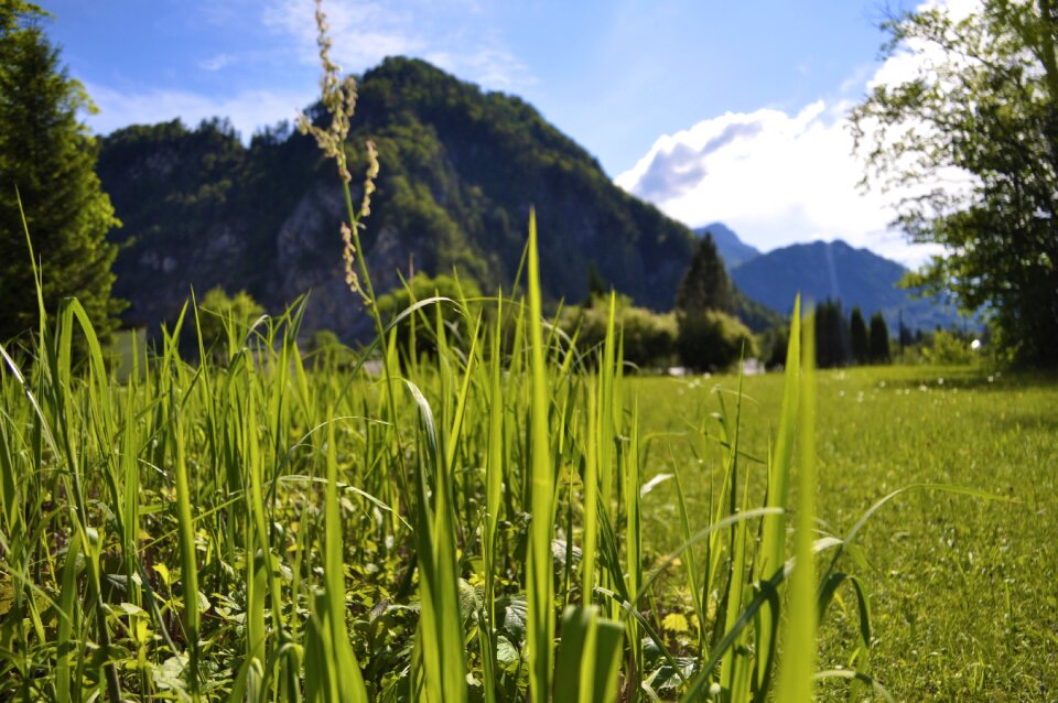 Grass panorama landscape