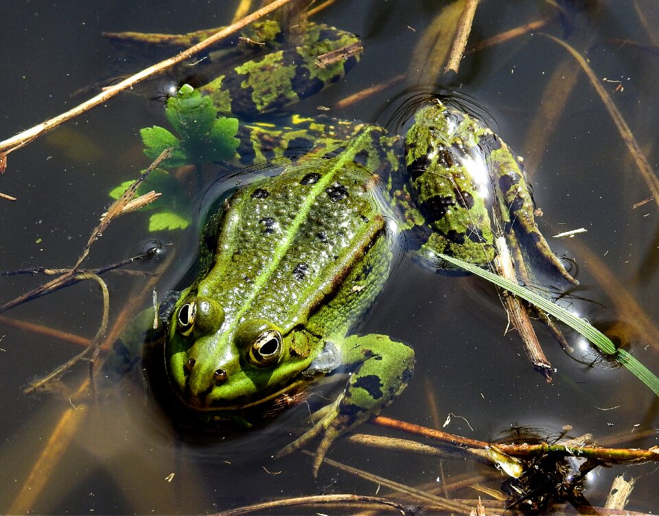 Frog nature animals