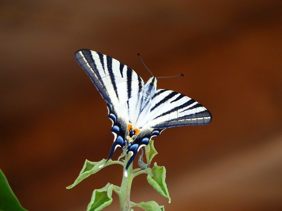 Close up nature animals