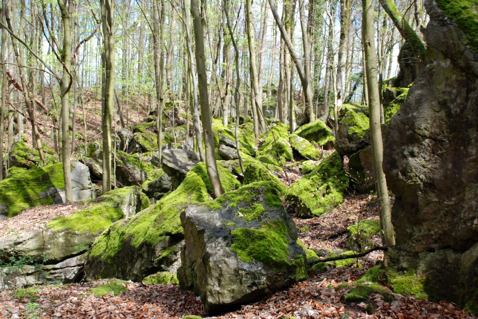 Rock sea moss forest