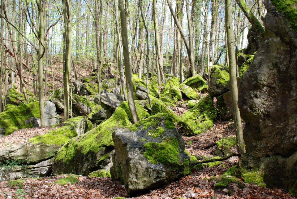 Rock sea moss forest photo