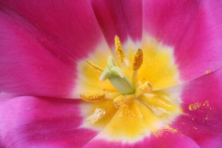 Petal garden tulip photo