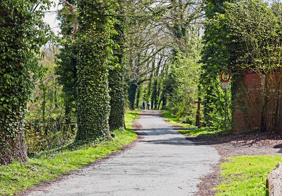 Avenue old oaks ivy