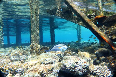 Sea travel underwater photo