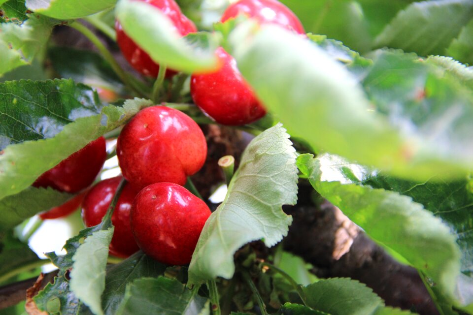 Leaf nature food