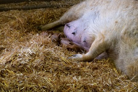 Mangalitza mangalica bacon pig photo