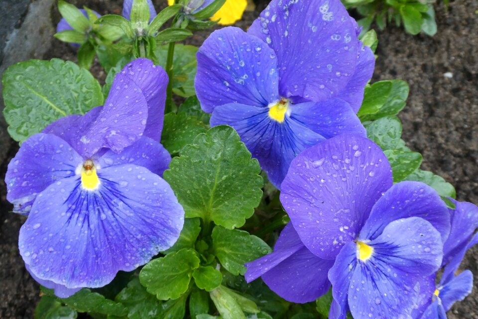 Nature plant garden
