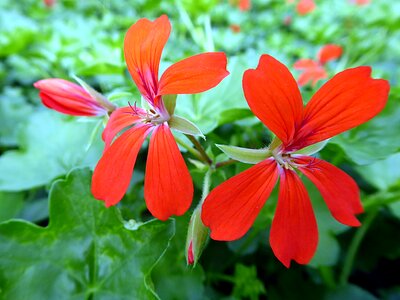 Géraniacées plant nature